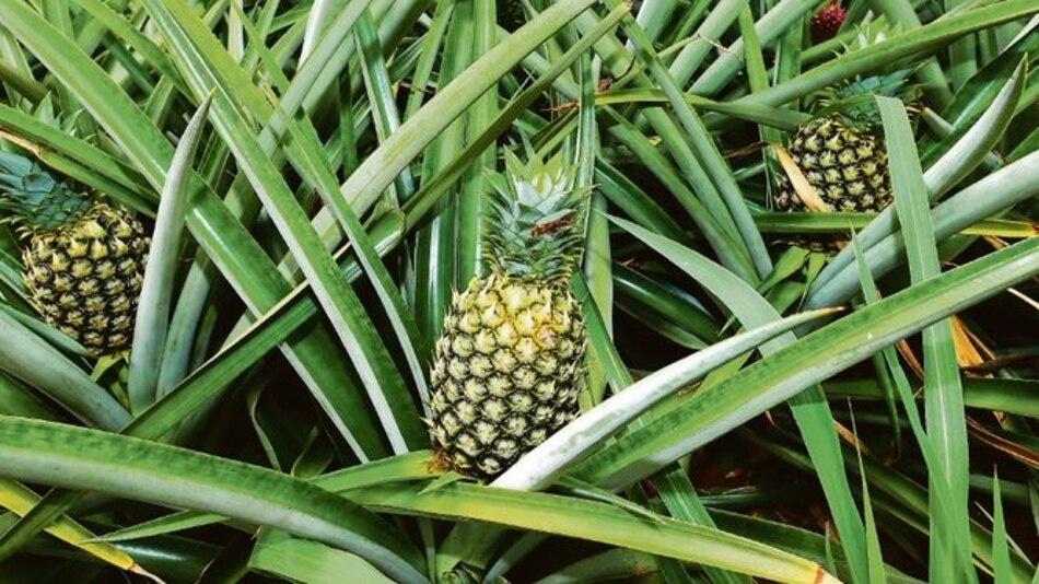 Incentivos para aumentar la producción de frutales