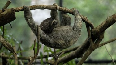 Al rescate de la fauna agreste