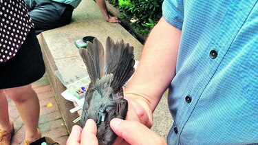 Expertos buscarán descifrar declive en aves