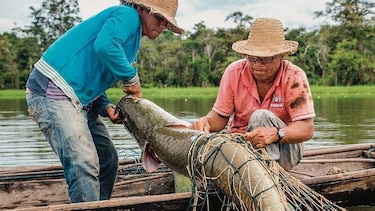 Pirarucú, el pez gigante que seduce a los ‘chefs’