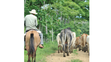 Cifras récord en hurto pecuario