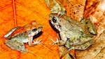 El ‘Top 10’ de nuevas especies