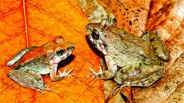 El ‘Top 10’ de nuevas especies
