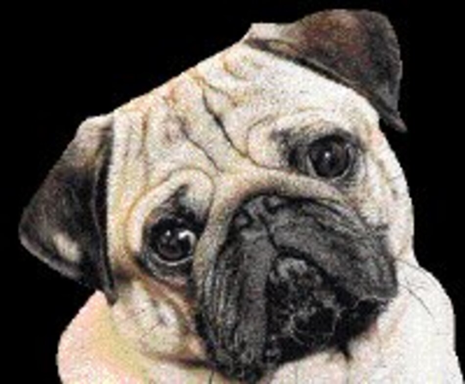 Perros ‘toy’ y compañía