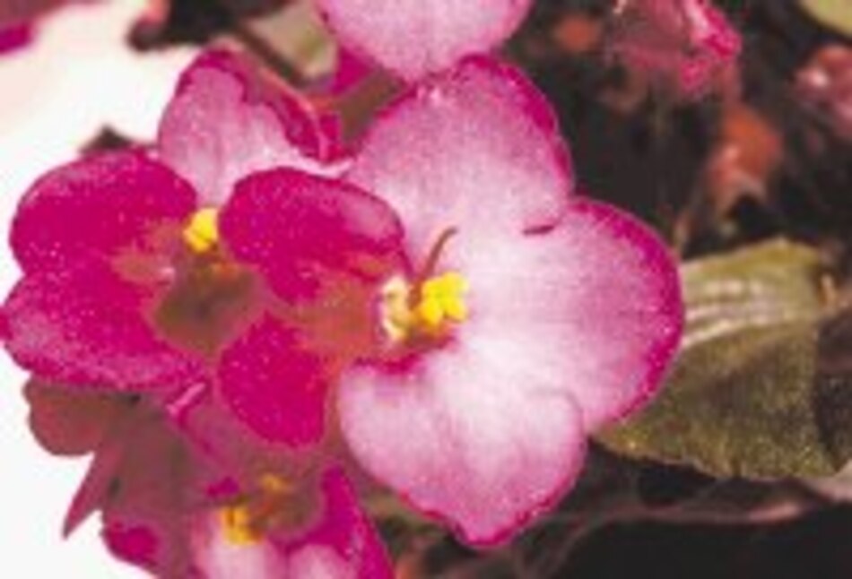 El último cromagnon El olor del adiós