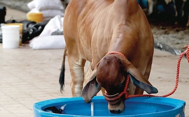Ganaderos mejoran la genética de sus animales
