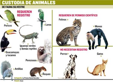 Anam comienza registro de animales silvestres