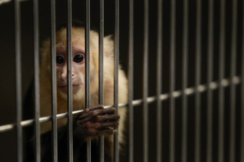 Una clínica da una nueva vida a animales salvajes víctimas del tráfico ilegal en Panamá