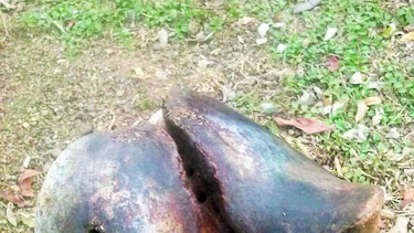 Hallan restos fósiles de perezoso gigante en potrero de Pesé