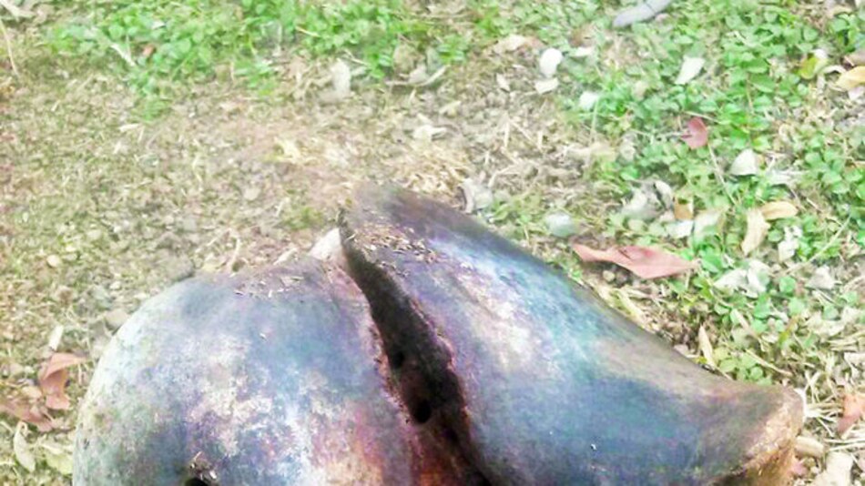 Hallan restos fósiles de perezoso gigante en potrero de Pesé