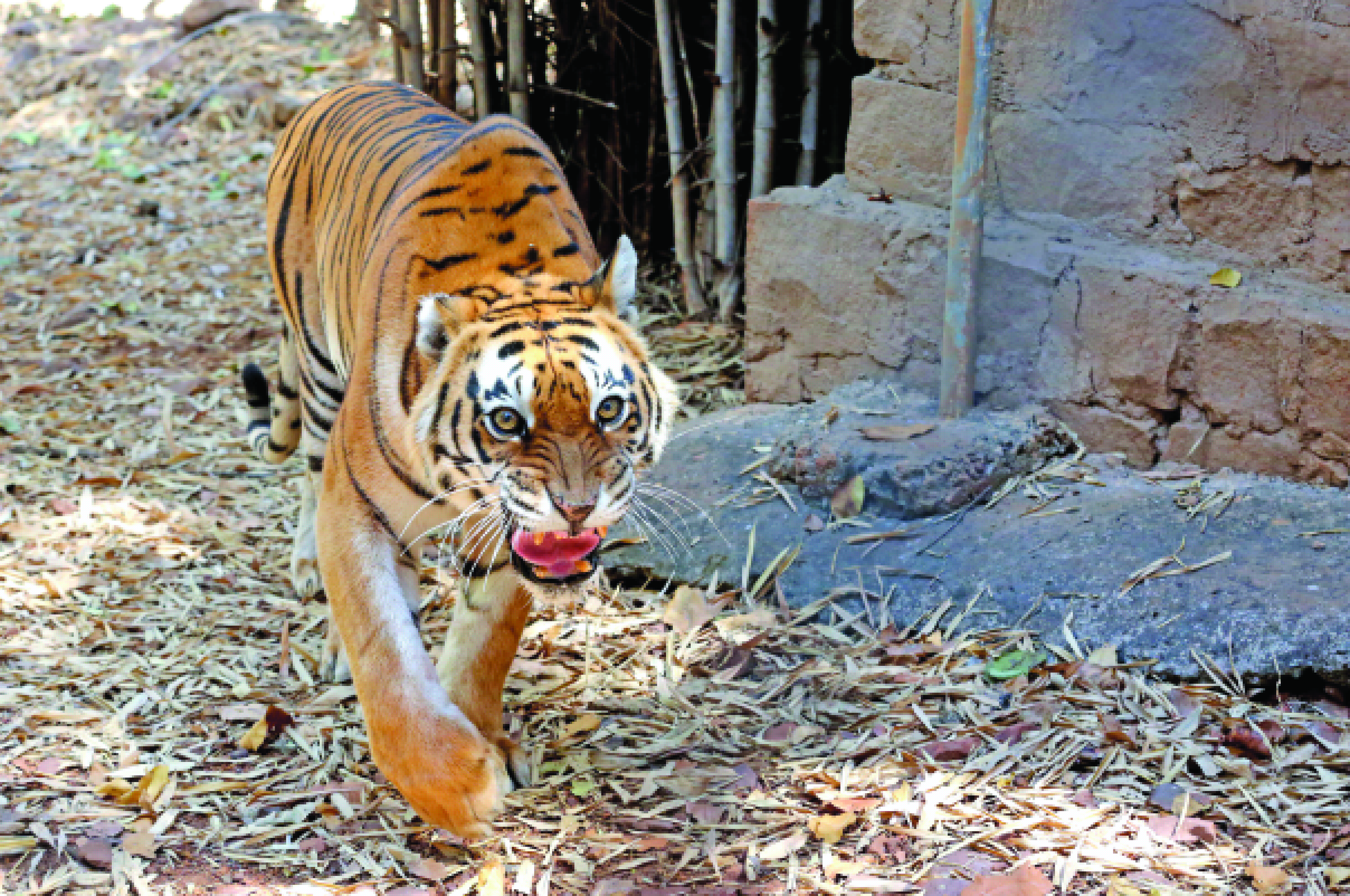 Aumenta la población de tigres en la India