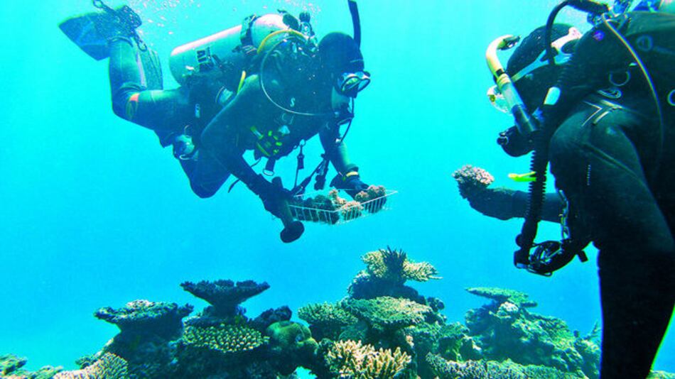 Esperanzas de salvar los corales