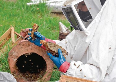 ‘Guardianas’ de abejas se lanzan a su rescate en México