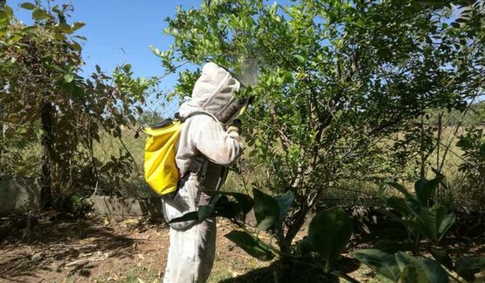Más de 5 mil casos de abejas africanizadas atienden los bomberos