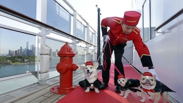 El crucero Queen Mary 2 tendrá nuevos servicios para perros