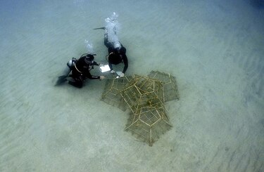 Los jardineros del mar que restauran arrecifes en Portobelo