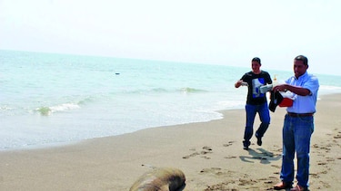 Investigan inusual color amarillo del agua en playas