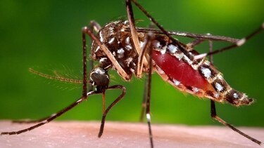 Ministerio de Salud recomienda aplazar los embarazos en Guna Yala