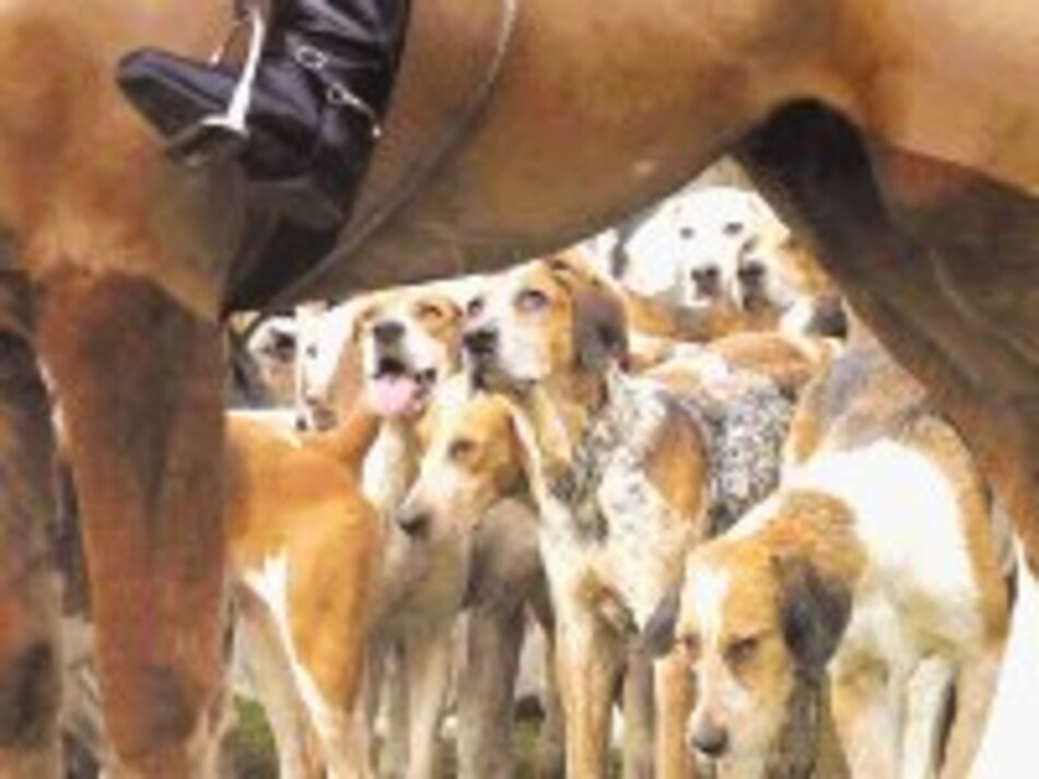 Buena noticia para los zorros en Gran Bretaña: prohíben su caza