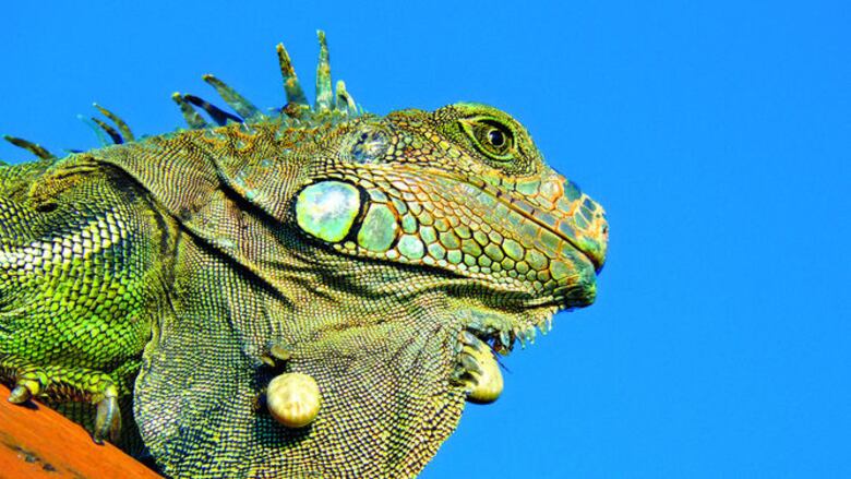 Garrapatas, en el contexto de la salud