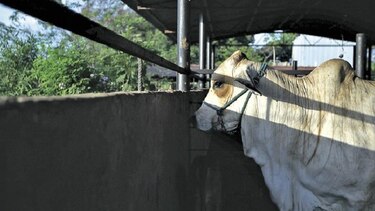 Reses con tuberculosis evaden cuarentena
