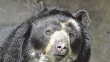 Tras los rastros del oso andino