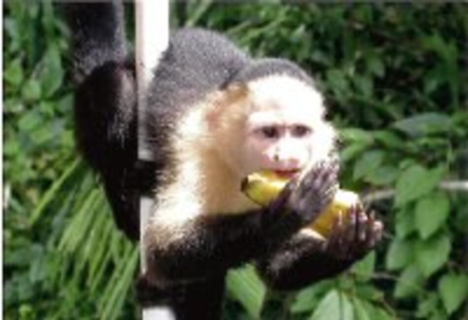 Fauna silvestre, al bosque