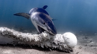 ‘Los contenedores de basura del océano’: la dieta salvaje de los tiburones más temibles