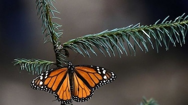 Encuentran nueva colonia de mariposas monarca en México