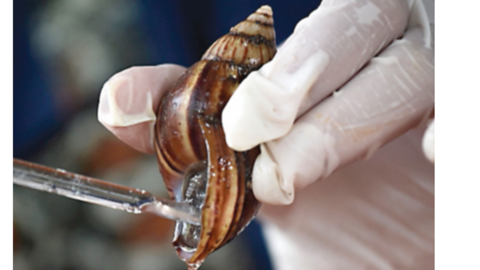 El caracol, calamidad convertida en la gallina de los huevos de oro