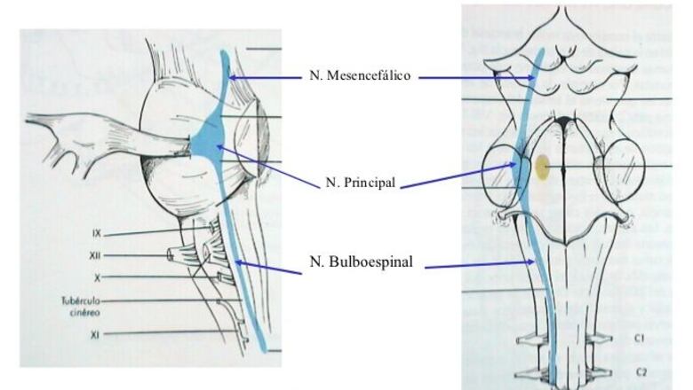 Mordida disfuncional: causa de algunas enfermedades de origen desconocido, donde aplica