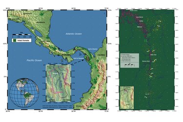 Cuando los bosques encuentran aliados en los humanos