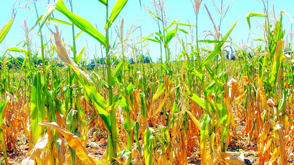 Maíz silvestre se adapta al cambio