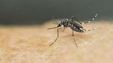 Embarazadas con zika, bajo observación