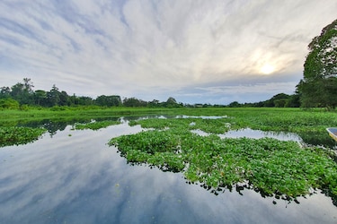 Manatíes: grupo bullicioso