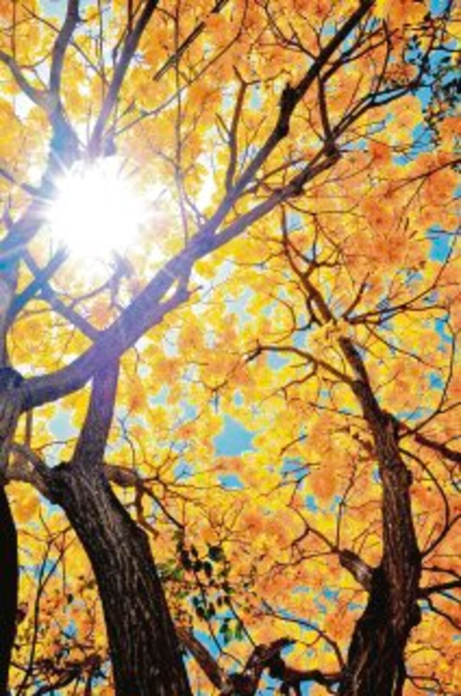 ´Tabebuia guayacan´