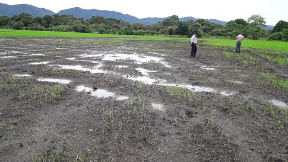 Inundaciones de finales de junio afectaron mil 300 hectáreas de arroz en Tonosí