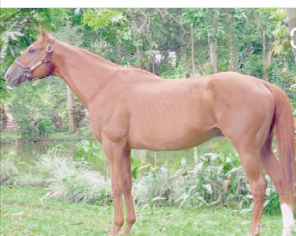 Haras San Miguel abre la puerta de las subastas