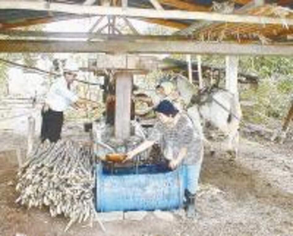 Rescatan producción de la panela