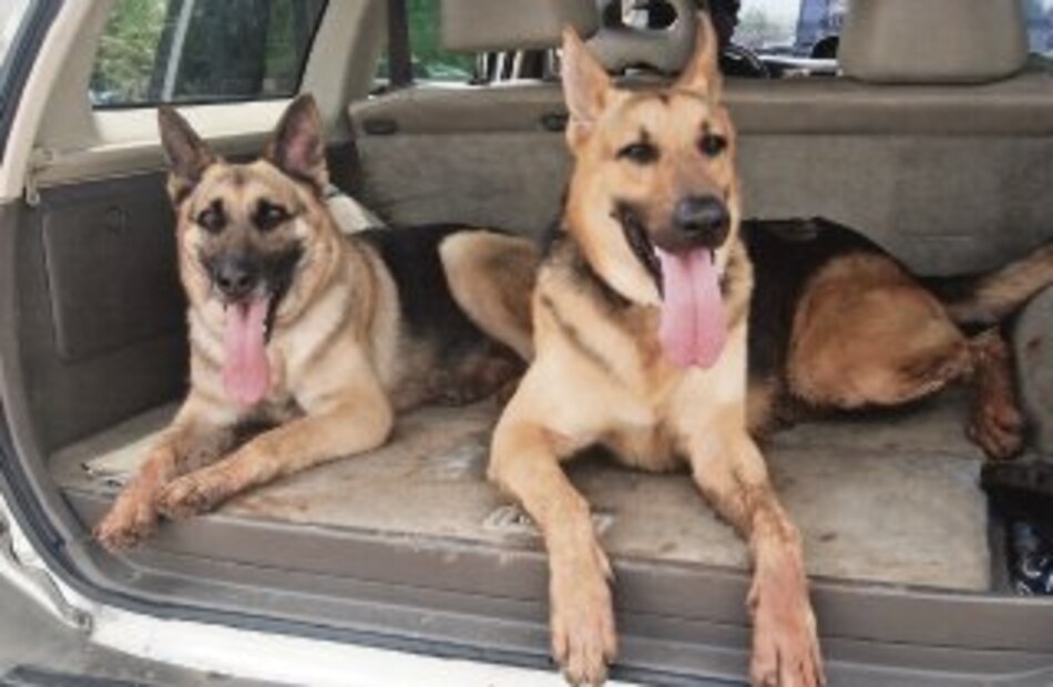 Perro educado, menos agresivo