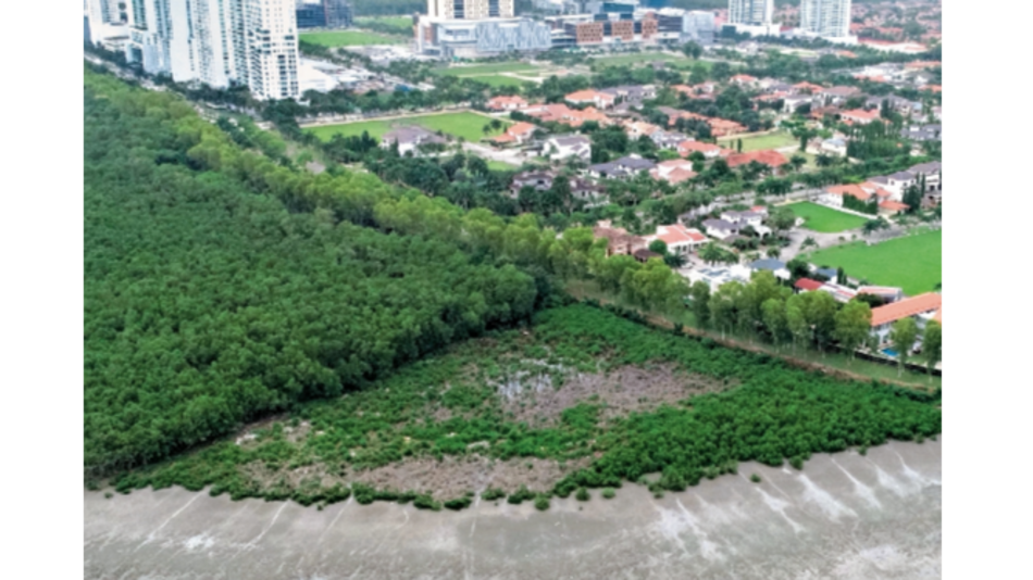 Investigan deterioro y degradación de manglares en la bahía de Panamá