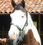 Porfirio ‘Bolita’ Ellis, político del CD que recibió dinero de Pipo Virzi