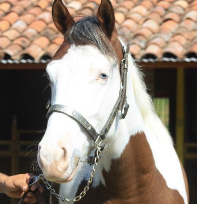 Porfirio ‘Bolita’ Ellis, político del CD que recibió dinero de Pipo Virzi