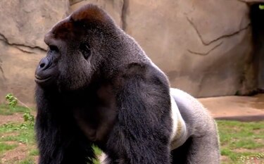 Sacrifican a gorila en zoológico de Ohio para proteger a un niño
