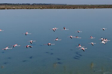 En Albania, los hombres se van y los flamencos vuelven