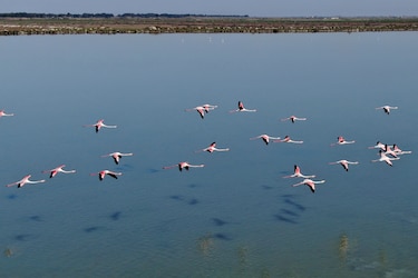 En Albania, los hombres se van y los flamencos vuelven