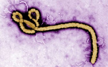 Nueva epidemia de ébola en la República Democrática del Congo