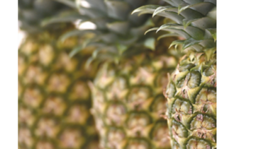 Firman acuerdo para exportar piña y sandía hacia Europa