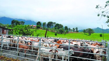 Brucelosis bovina ataca en Chiriquí