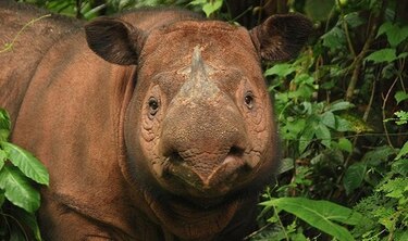 Nace una cría de rinoceronte de Sumatra, especie en vía de extinción